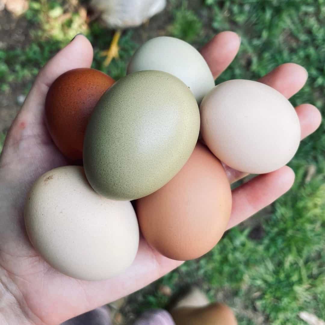 how long do fresh eggs last