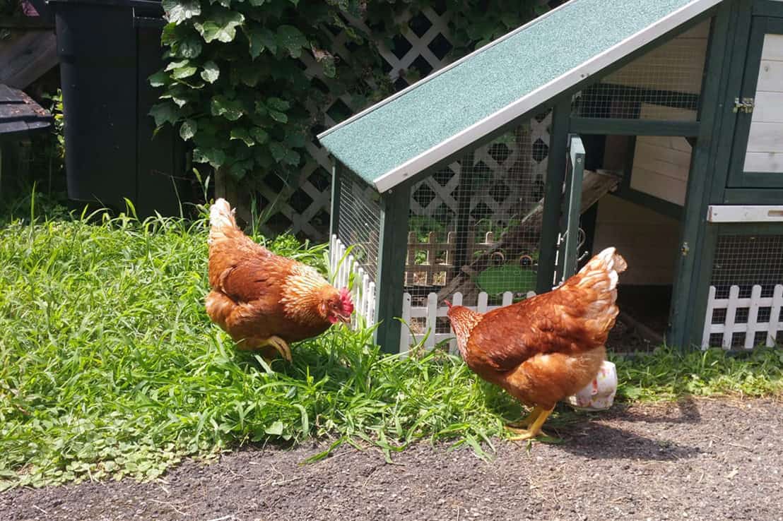 how long does it take for hens to accept new hens
