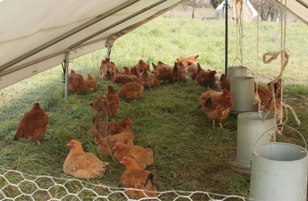 How Many Chickens Do I Need For Eggs And Meat?