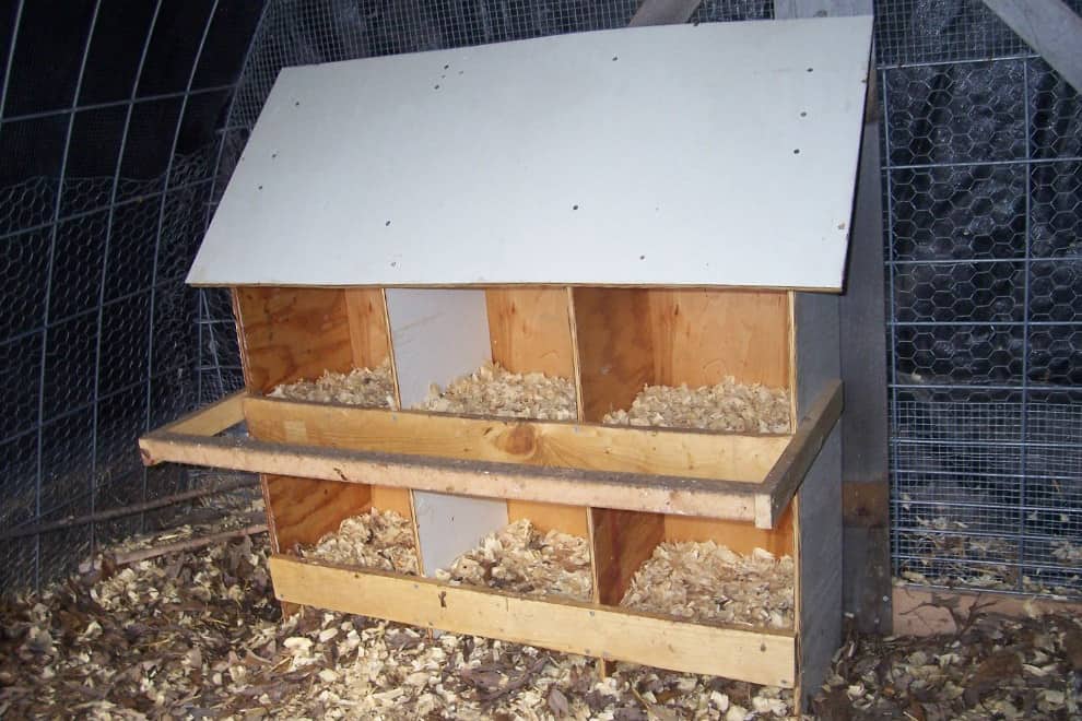 how many chickens per nest box