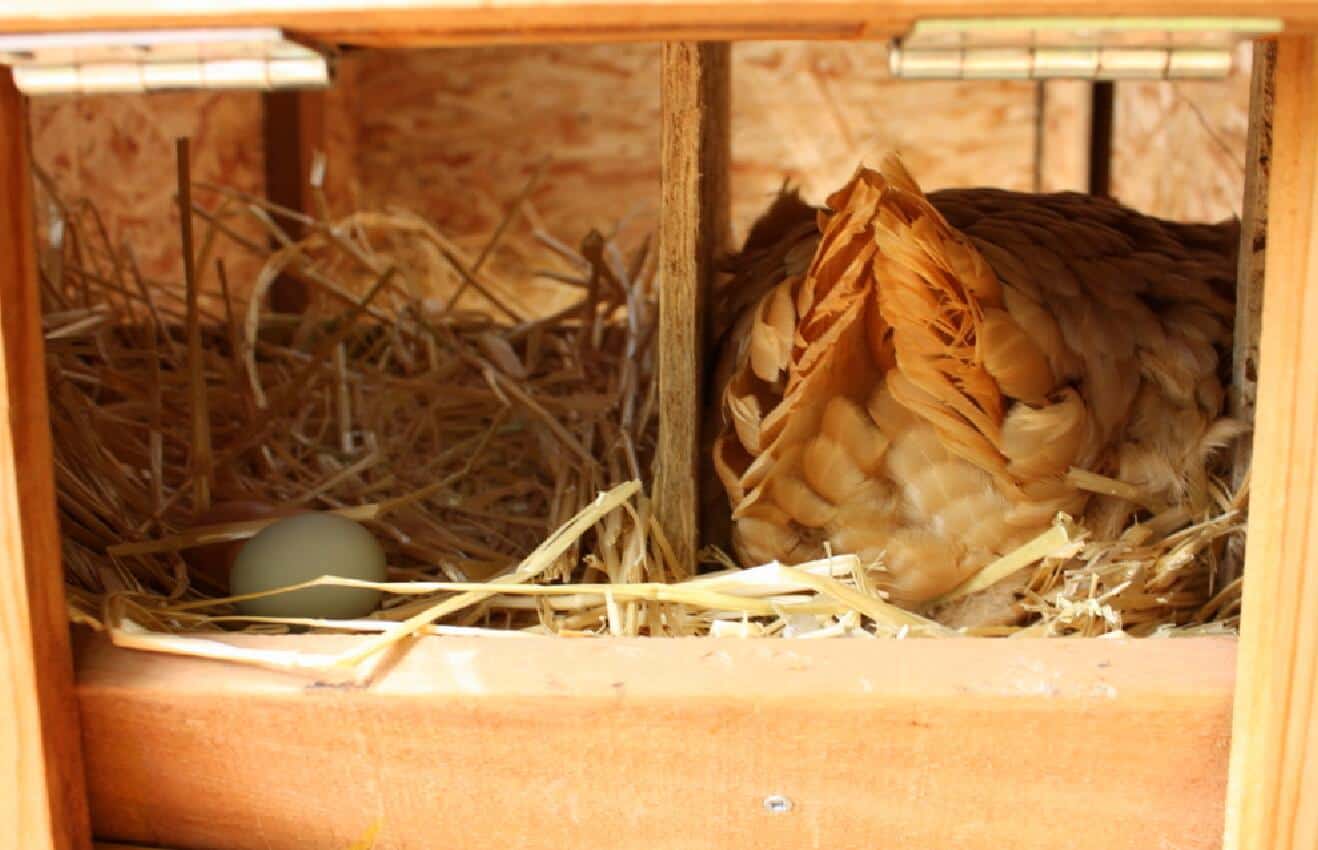 how many hens per nesting box