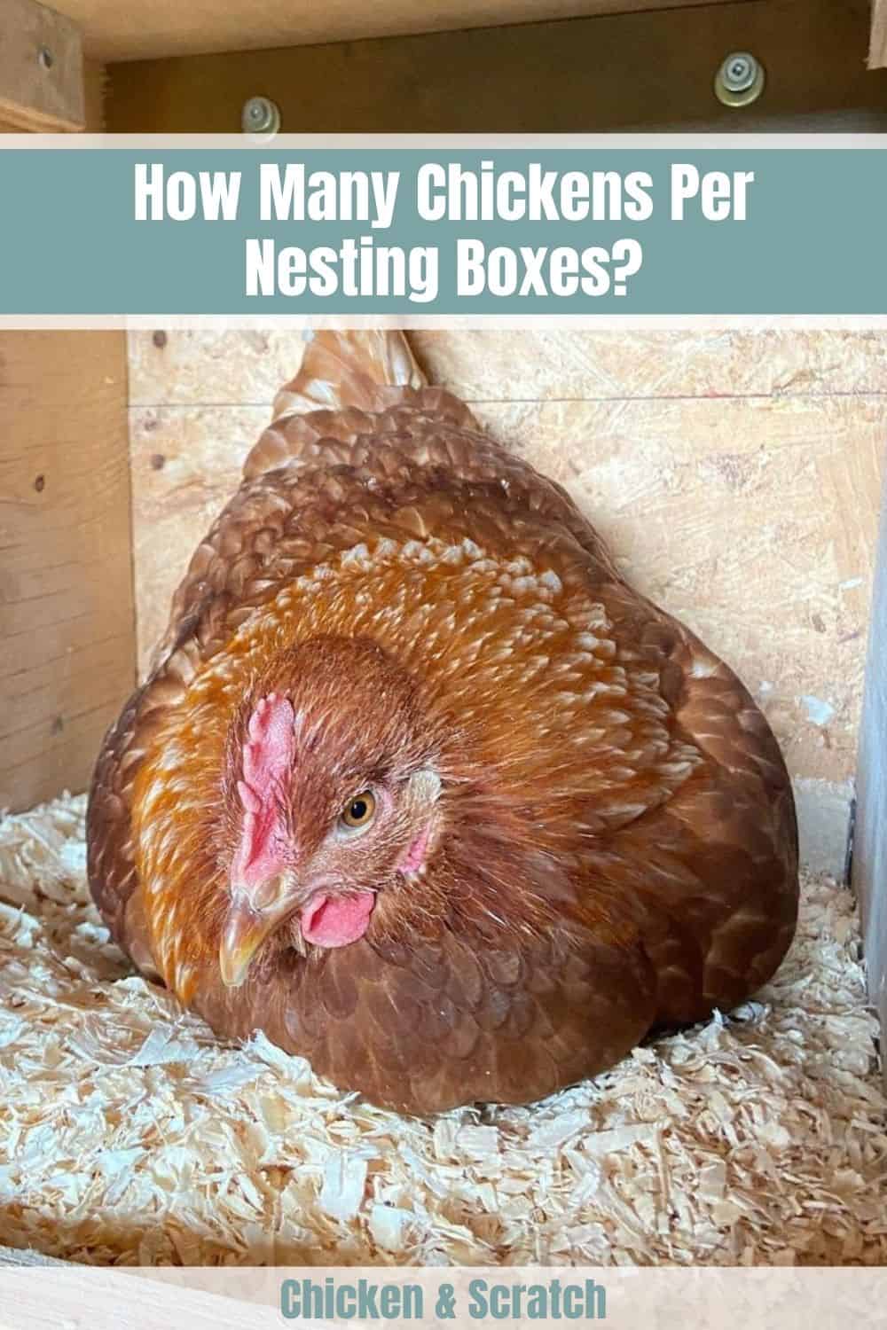 how many nesting boxes per chicken