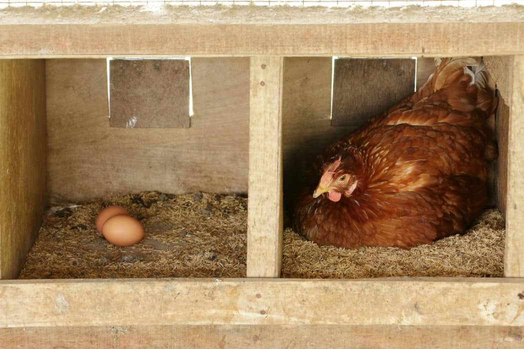 how many nesting boxes per hen