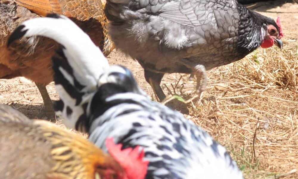 Mating Ratio: How Many Hens per Rooster?