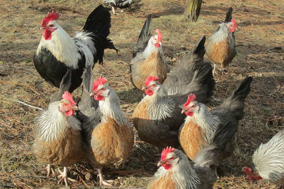how many roosters to hens