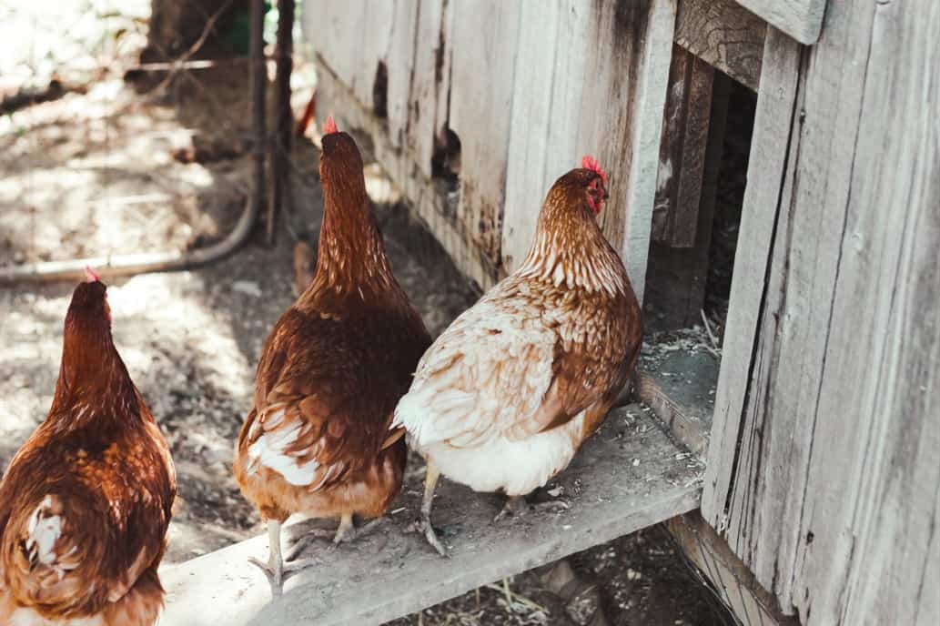 how often do you clean a chicken coop