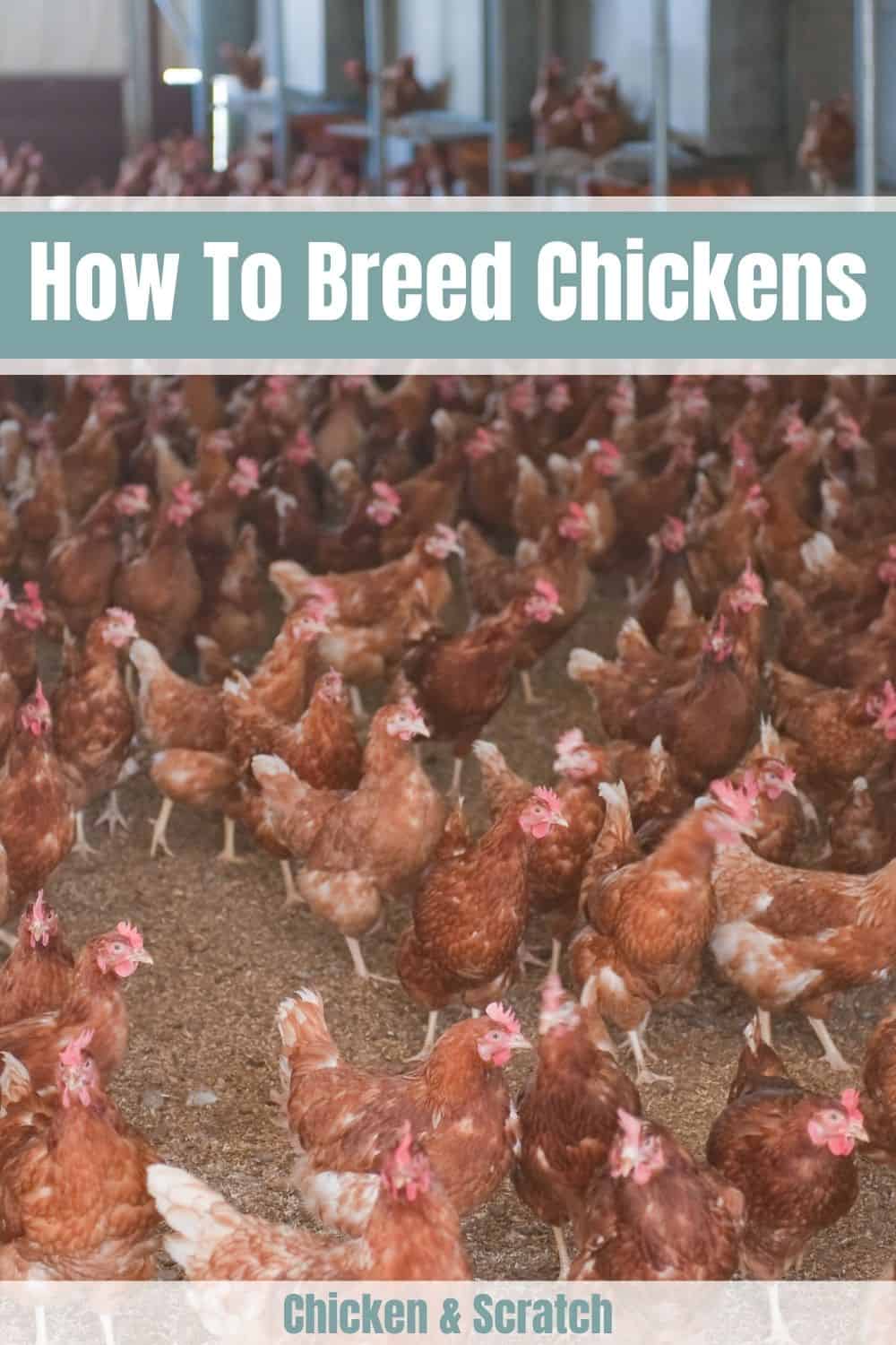 how to breed chickens