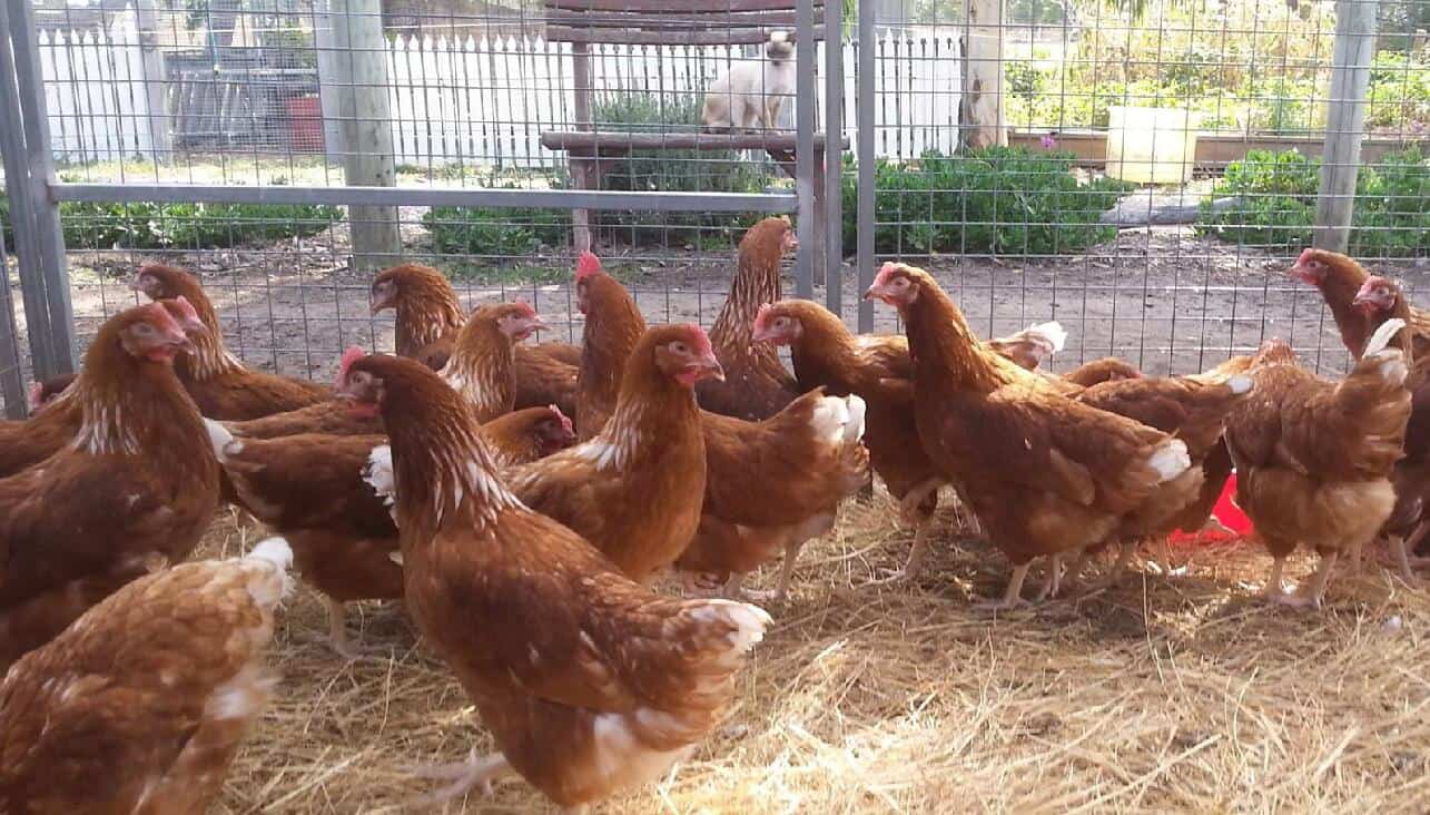 how to clean a chicken coop