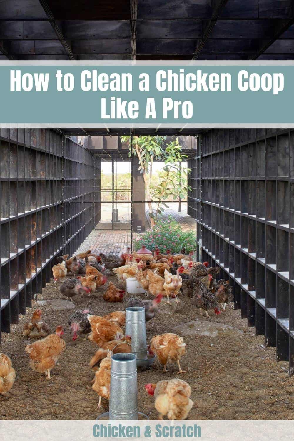 how to clean chicken coop