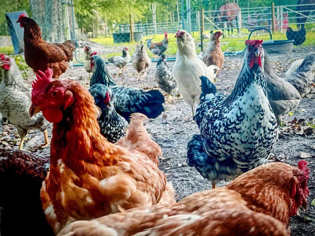 how to clean chicken coop