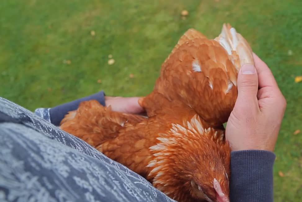 how to clip a chickens wings