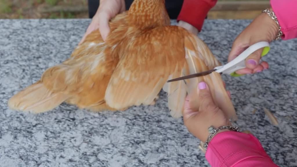 9 Guidelines to Clip Chicken Wings (with Pictures)