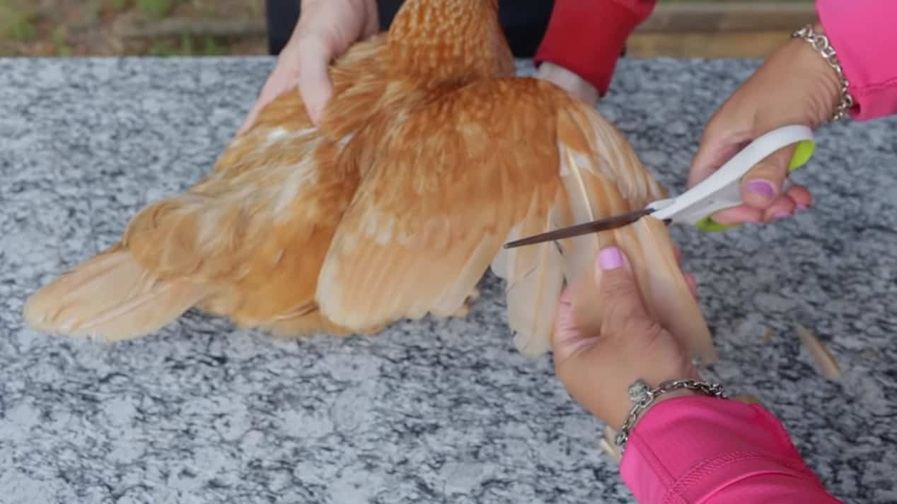 how to clip a chicken's wings