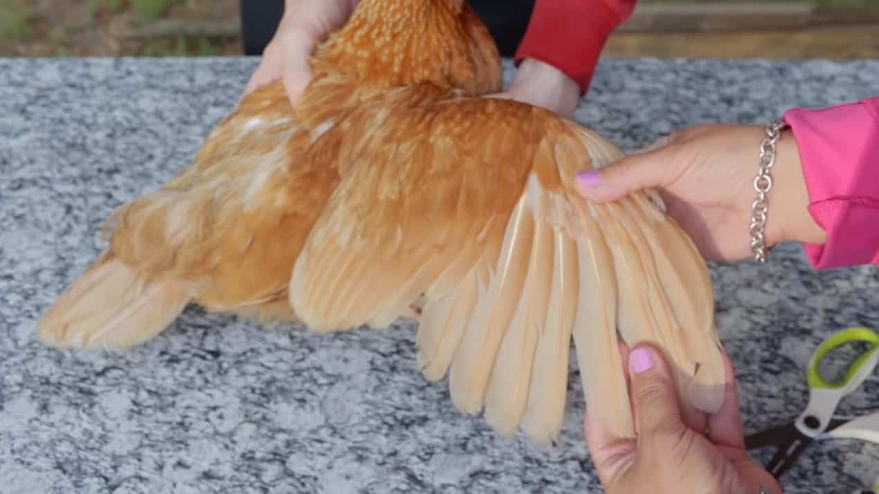 how to clip chickens wings