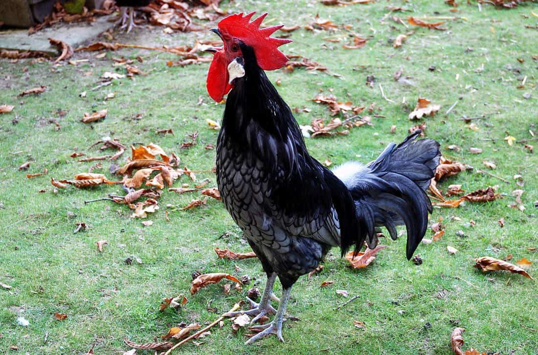 how to get a rooster to stop crowing