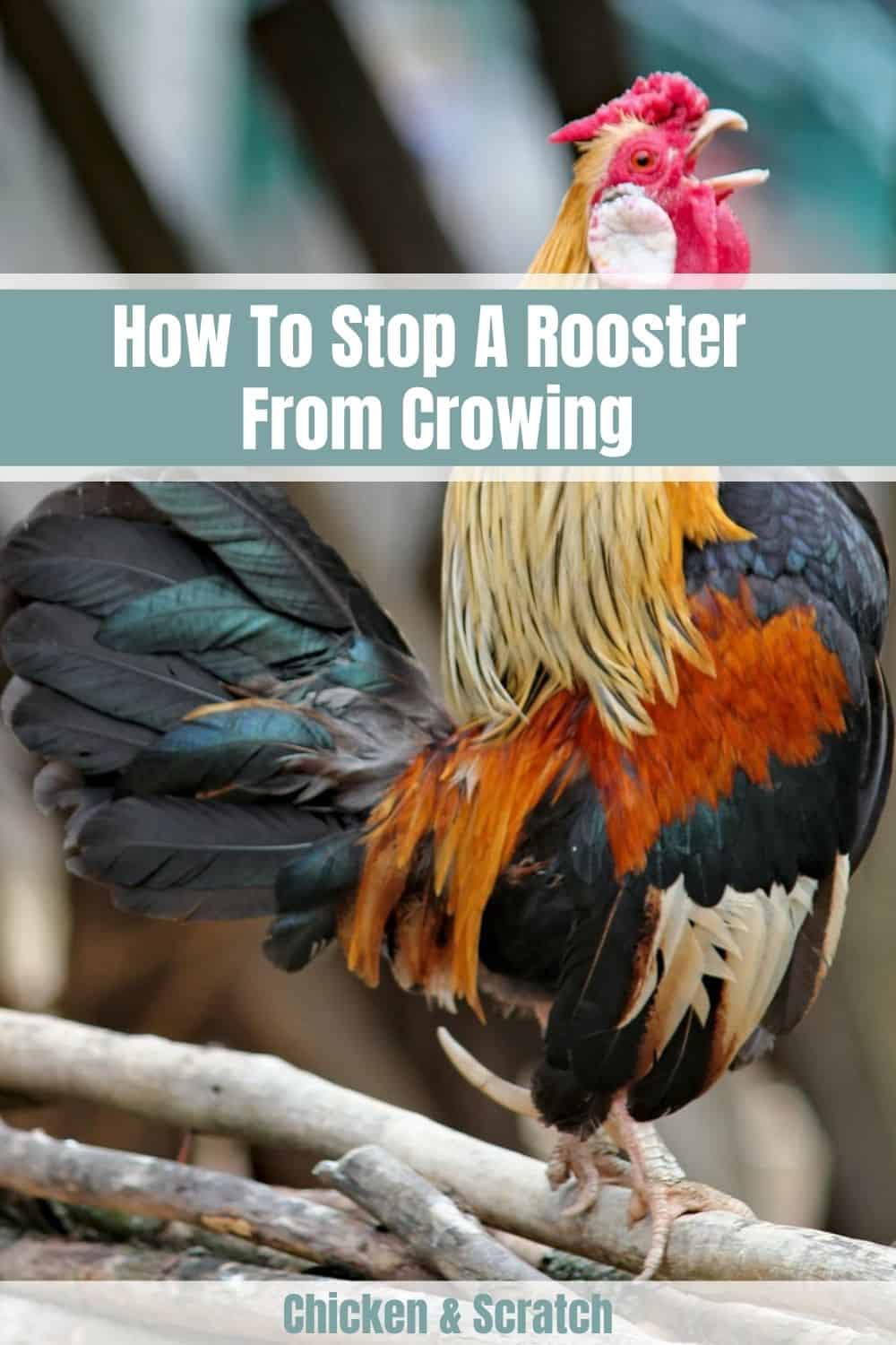 how to keep a rooster from crowing
