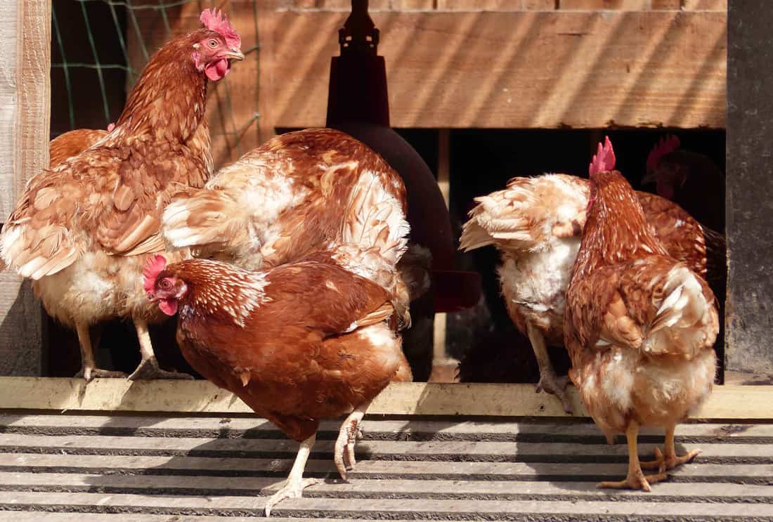 how to keep chickens cool in extreme heat