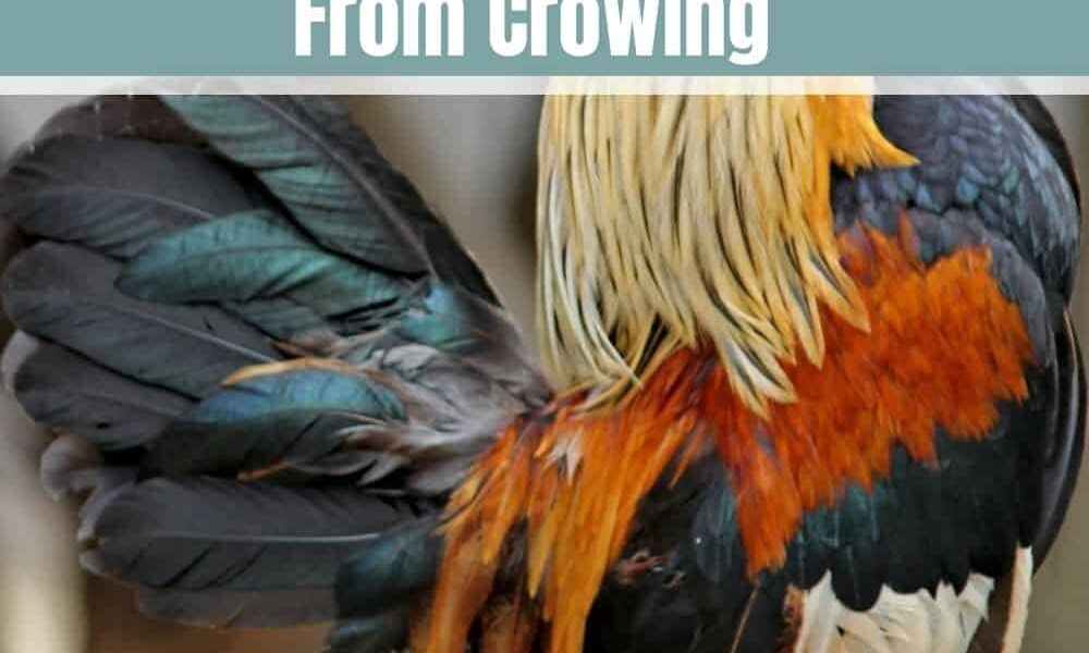6 Ways To Stop A Rooster From Crowing