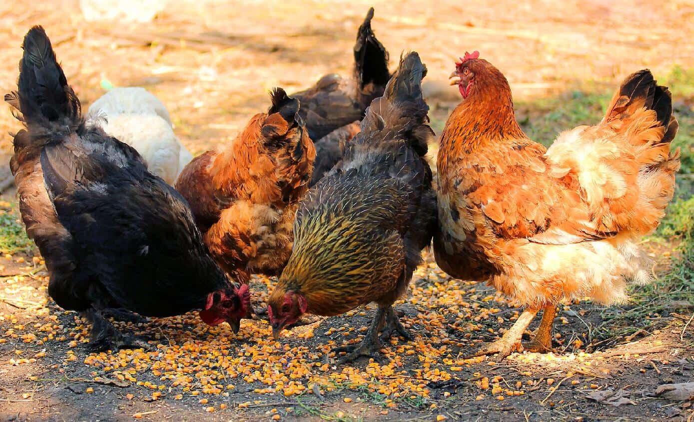 how to stop chickens from pecking each others feathers out