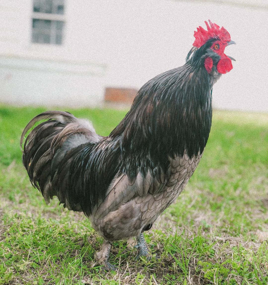 how to stop rooster from crowing