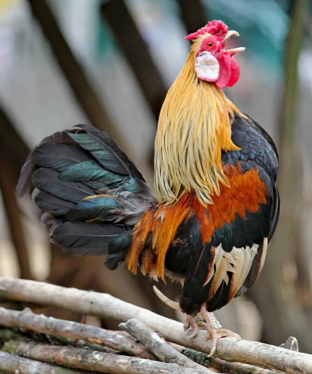 how to stop roosters from crowing