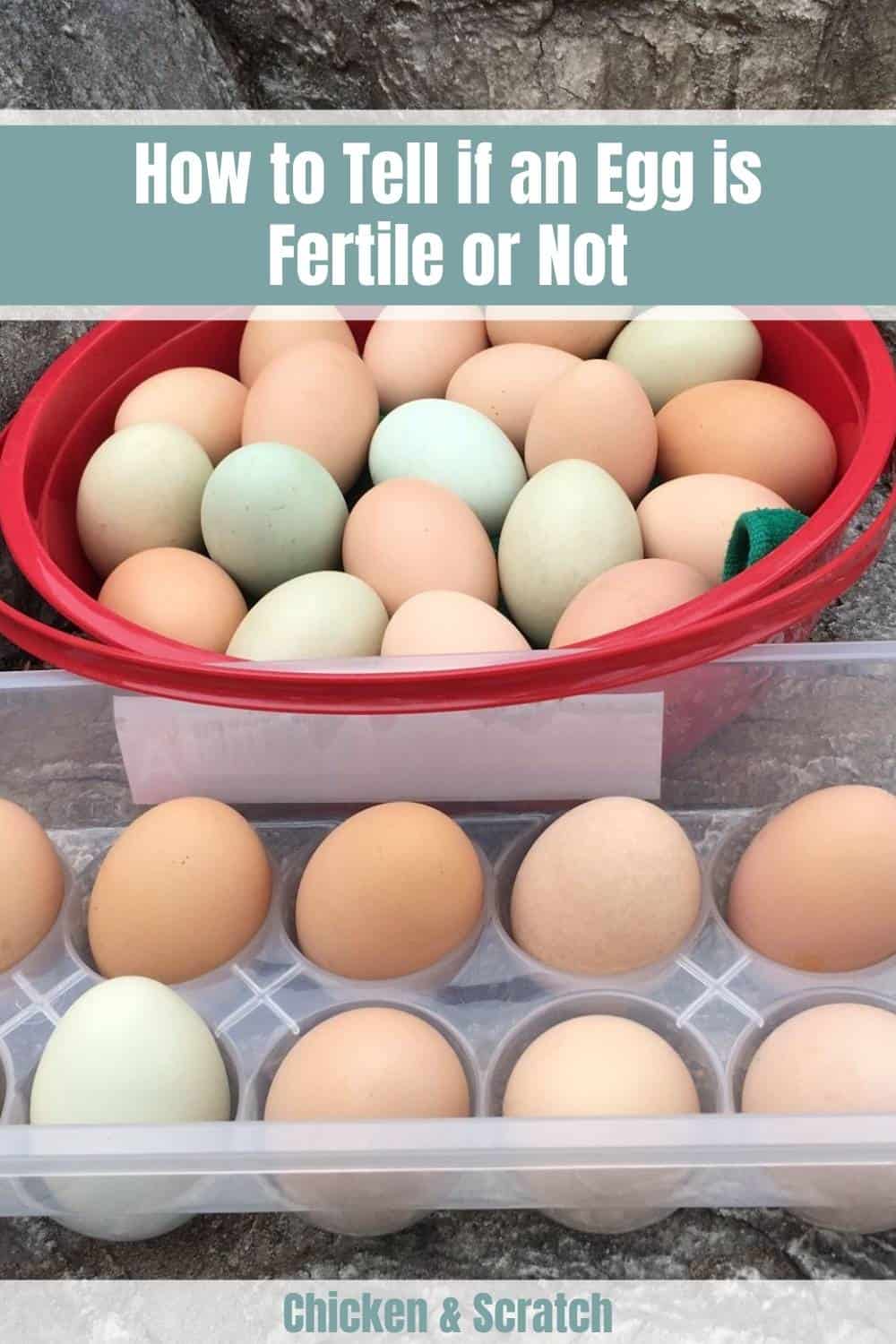 how to tell if a duck egg is fertile
