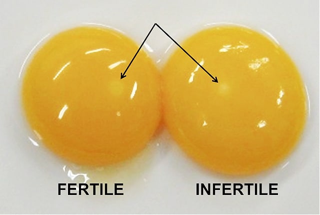 how to tell if an egg is fertile before incubation