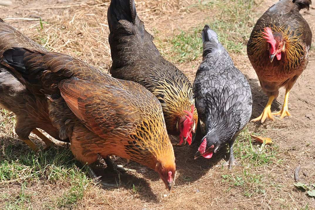 introducing new chickens to the flock