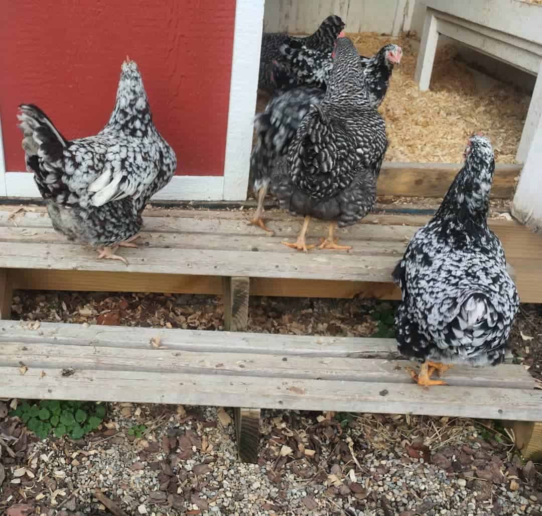 java chicken breeders