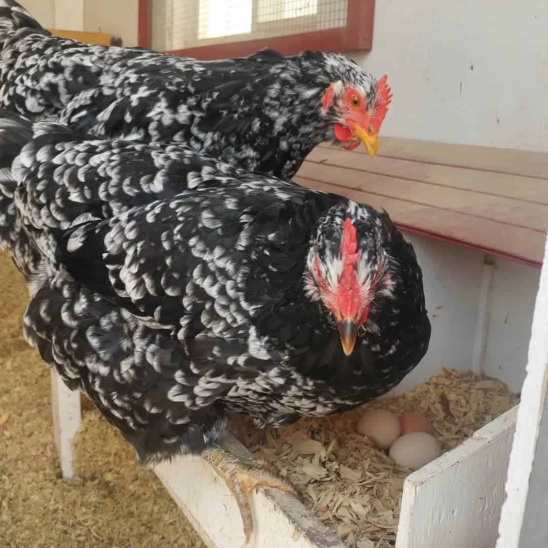 java chickens