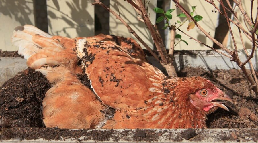 keeping chickens cool in summer