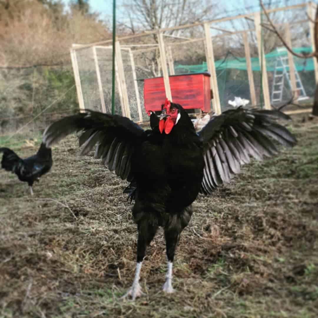 la flèche chicken
