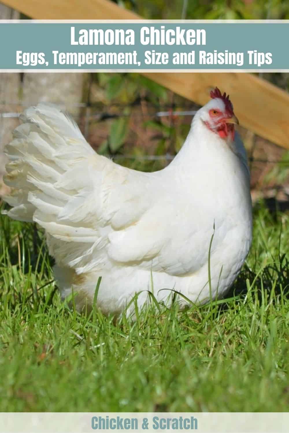 lamona chicken