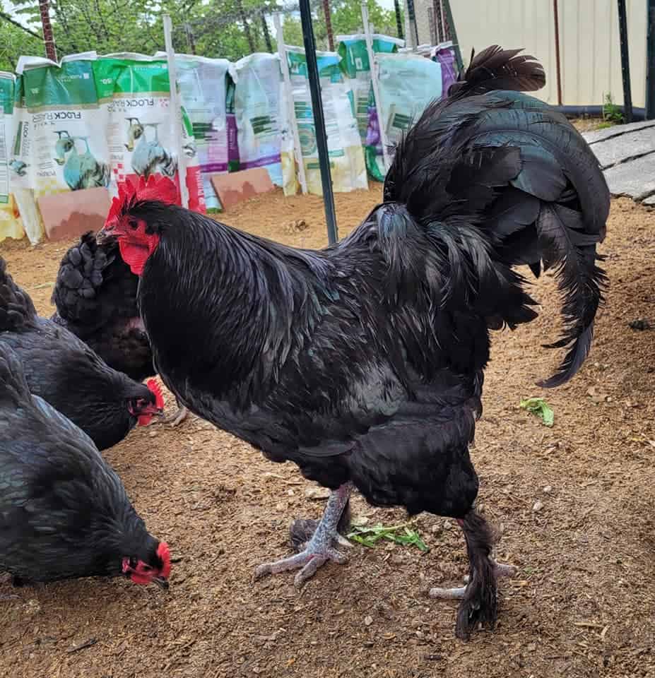 langshan chickens