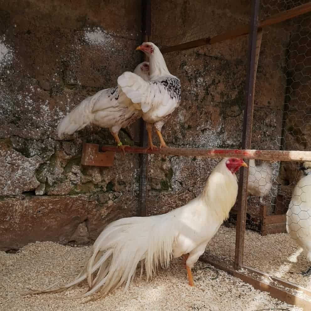 large white chicken breeds