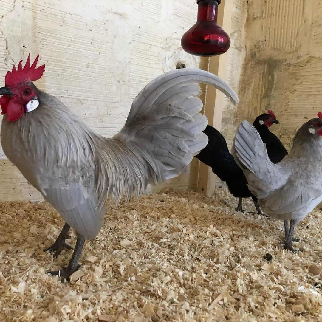 light brown dutch bantam