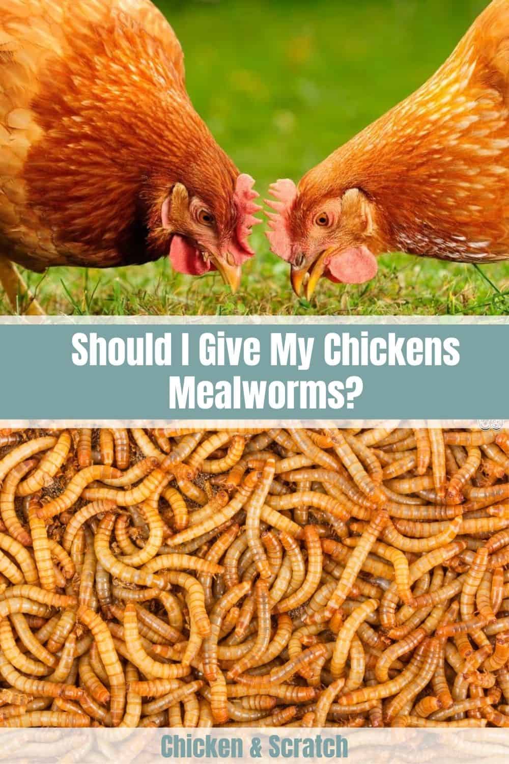 meal worms for chicken