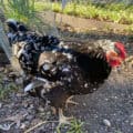 Java Chicken: Eggs, Temperament, Size and Raising Tips