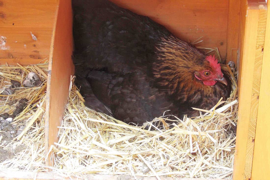 nest boxes per chicken