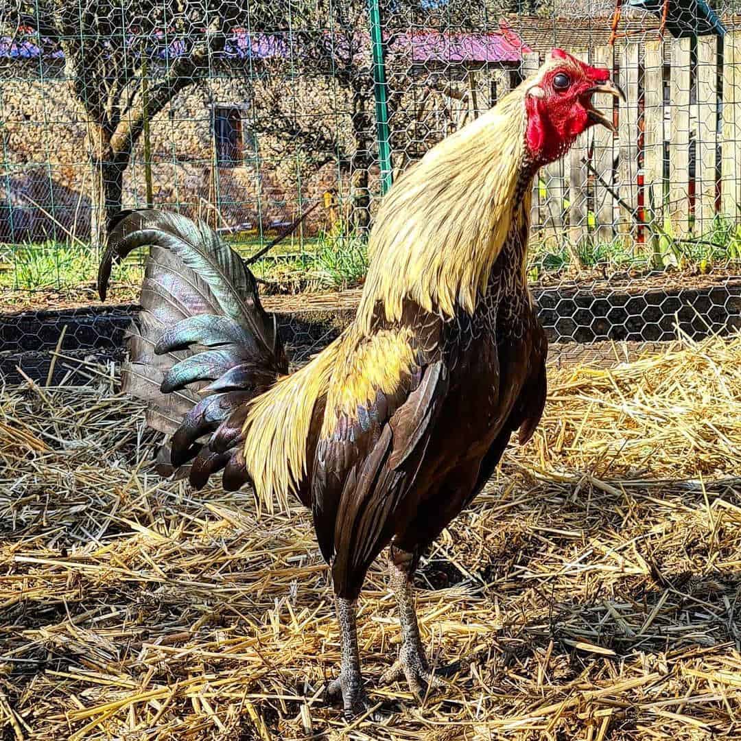 old english game chicken