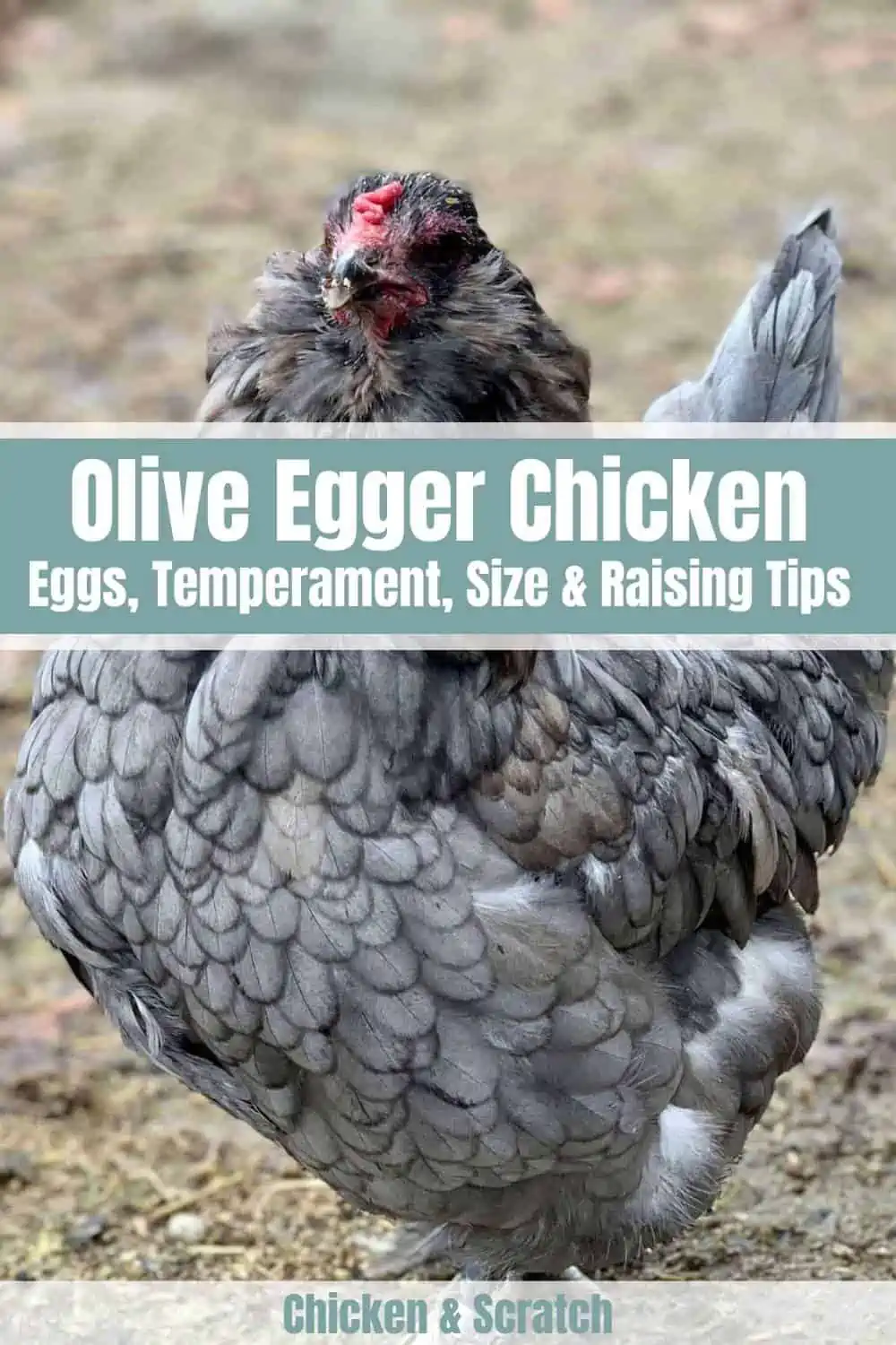 olive-egger