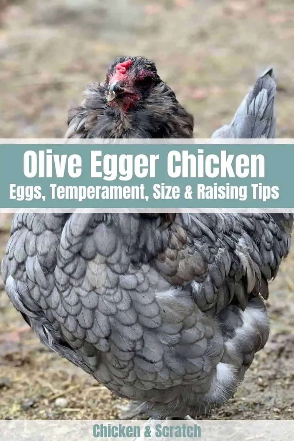 easter egger rooster temperament