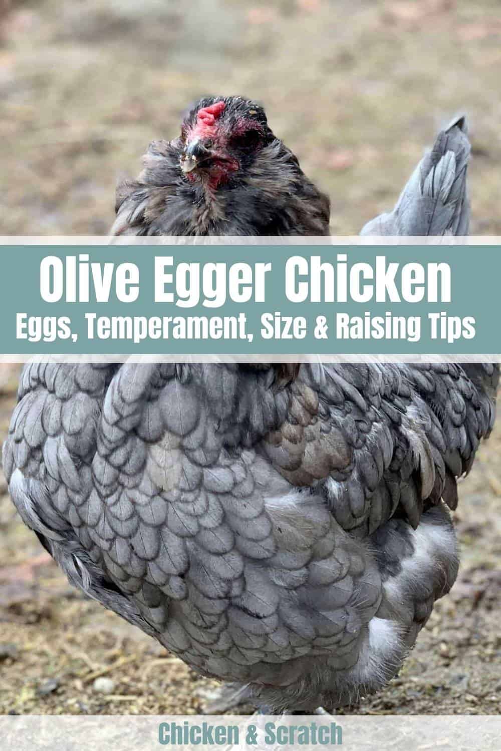 olive egger chicken