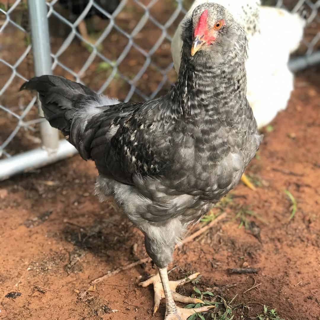 olive egger chickens