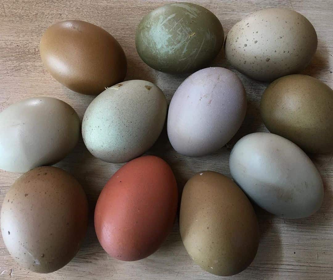 olive egger eggs