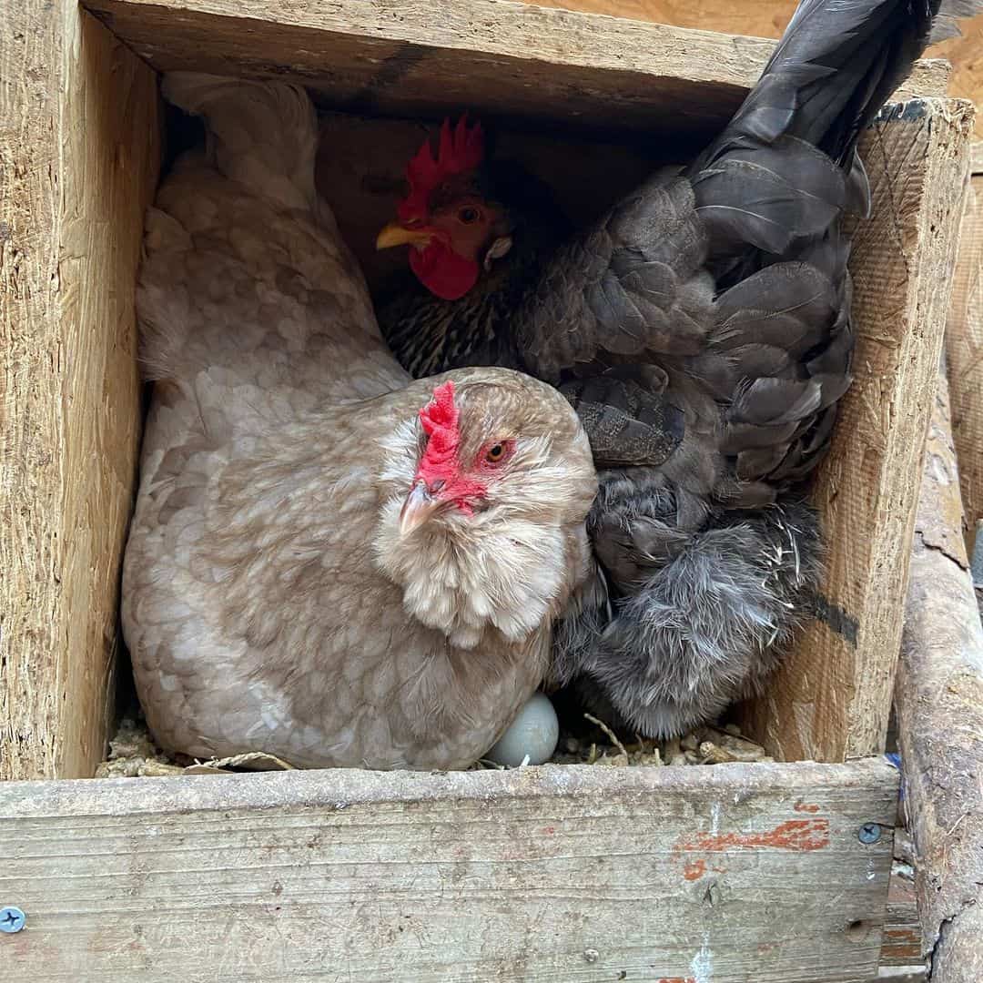 olive egger hen