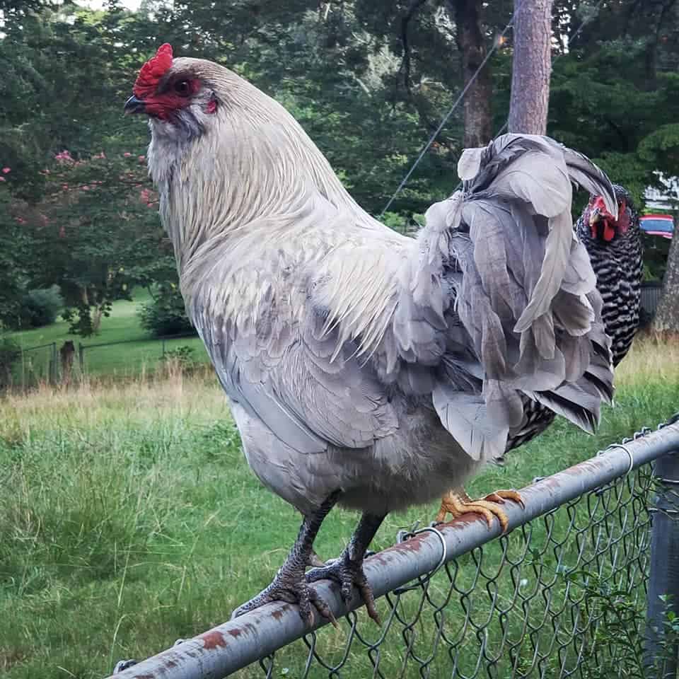 olive eggers chickens