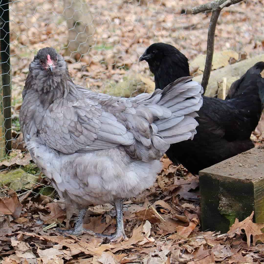 easter egger rooster temperament