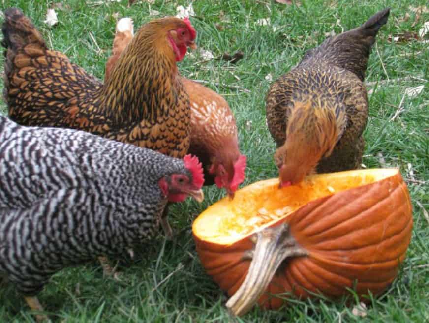 pumpkin chickens