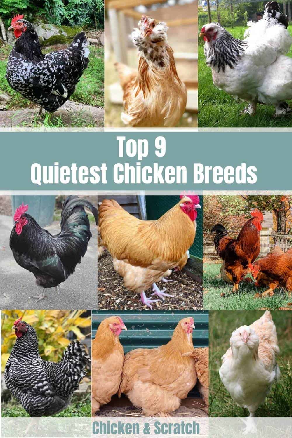quiet chicken breeds